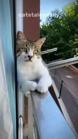 Did you know your cat actually misses you when you’re away? #cat #facts #catlover #catsoftiktok 