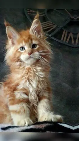 #кот #лучшиекотики #сatcot #котики #котик #