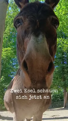 Blickkontakt ist immer gut #möhrenbande  #eselimglück  #tierparkgeithain