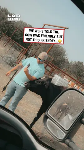 Maybe a bit too friendly 💀 (🎥: ViralHog) #ladbible #cowsoftiktok #omg #funnyvideos😂 #animals #wtf