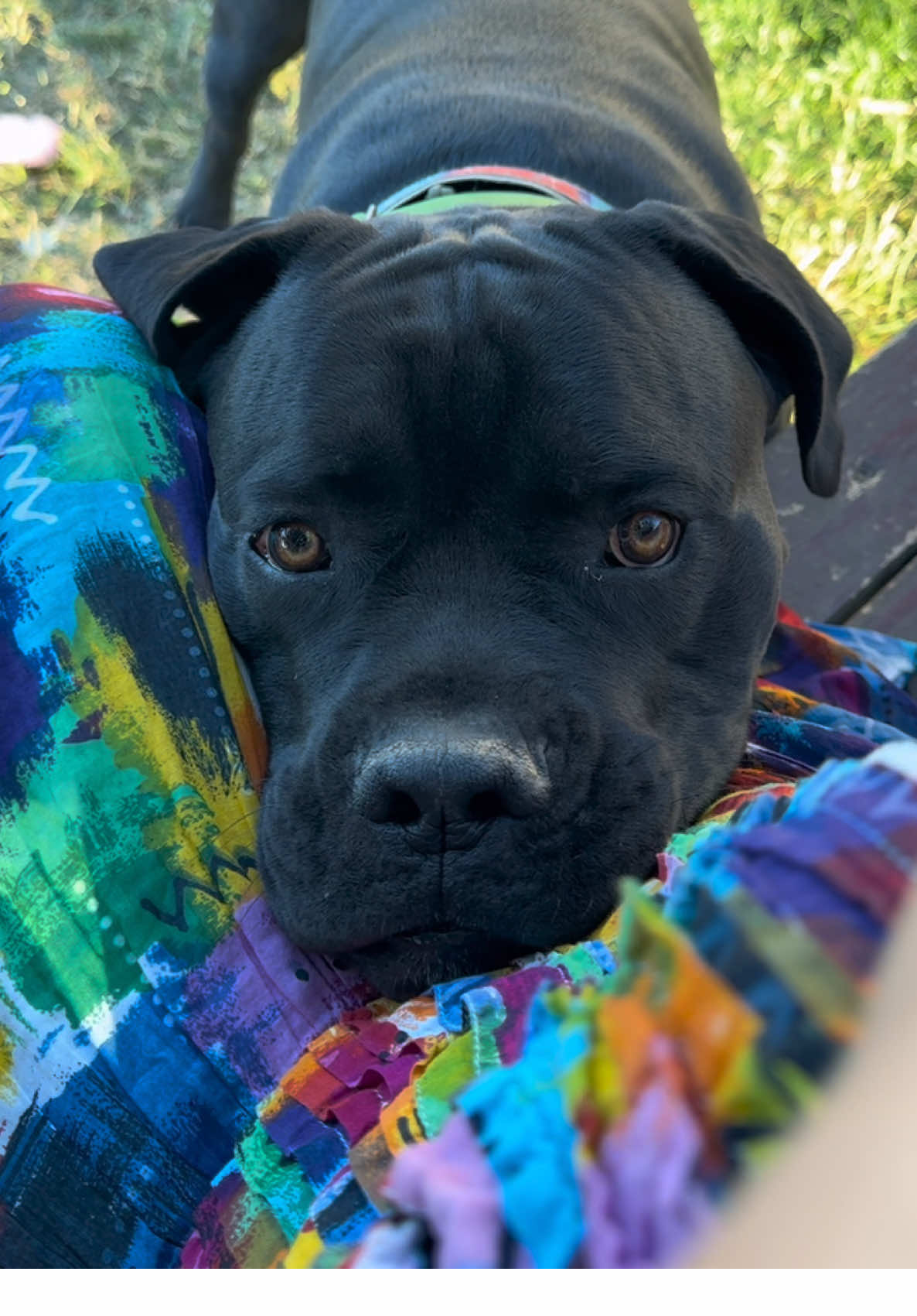 🖤 #canecorso  #canecorsoitaliano #canecorsopoland 