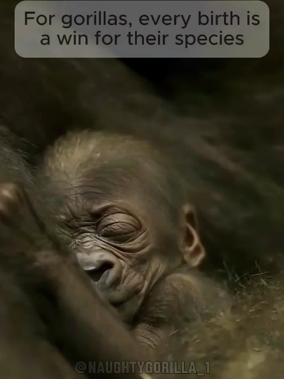 A Week of Joy: Three Gorilla Birthdays!! #Gorilla #TrueStory #usa #fyp 