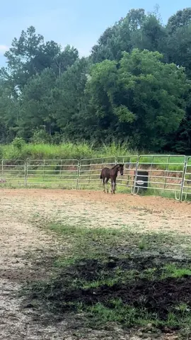 #SmoothMovesRanch #coffeetime #morningmybabies #FarmLifeHealing #linajeeternodesmr #dinastiaia #gratefulheart #PeacefulMind #TrustTheJourney 