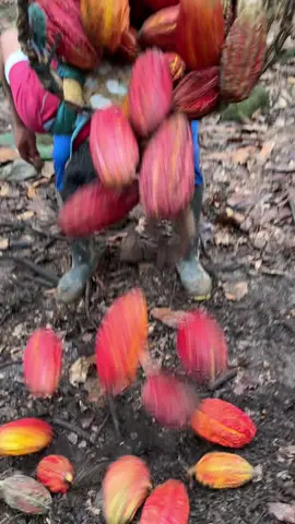 Así como se che cacao para hacer chocolate artesanal