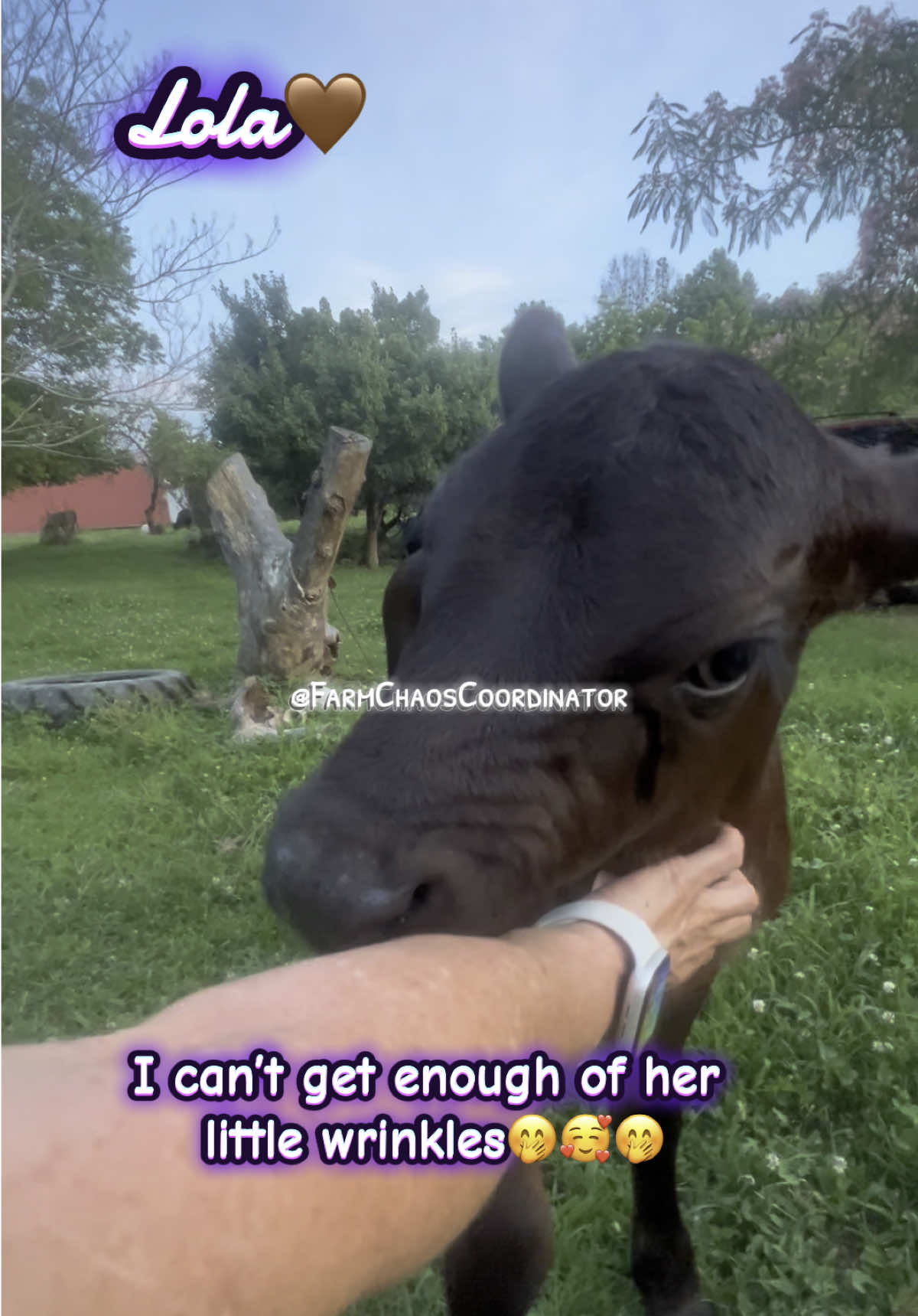 Sweet sweet Lola🤎 #farmlife #cow #farmtok #grasspuppy #cattle #cowsoftiktok #fyp #foryou #foryoupage #fypシ 