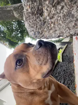 Que más 🐩 que Sashaaa, vaya oiga “Keta Humana” suba el TikTok con el trend pues y vaya vea el video pa’ que se asuste😤