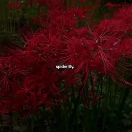 unreal yet so mesmerizing:)) #fyp#fypシ#flowers#spider#lily#red#anime#dark