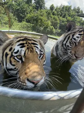 ryker and lily enjoying pool time again🐯🧡 ryker thinks he’s very sneaky in the water 😅 #tiger #tigers #bigcat #cat #catsoftiktok #animals 