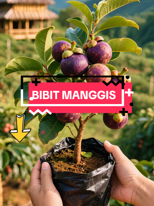 bibit manggis sper jumbo #manggis 