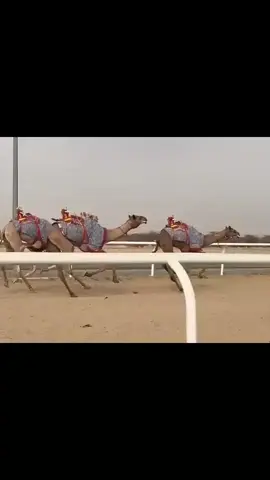 هجن 