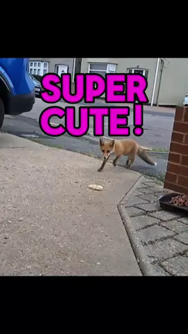 Cub alert!  #fox #wildlife #cute #fyp #viralvideo 