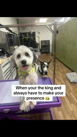 They’re always watching  👀 #greatdane #dog #dogs #doggroomer #danes #dogtok #puppytok #puppy #