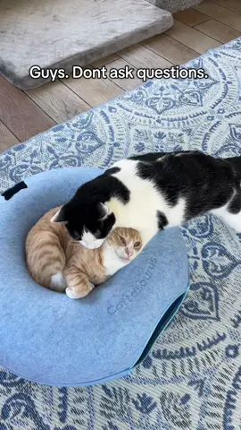 Misha needs an award for patience 😆 #catsoftiktok #cats #wobblycat #charliebear #crazycat 