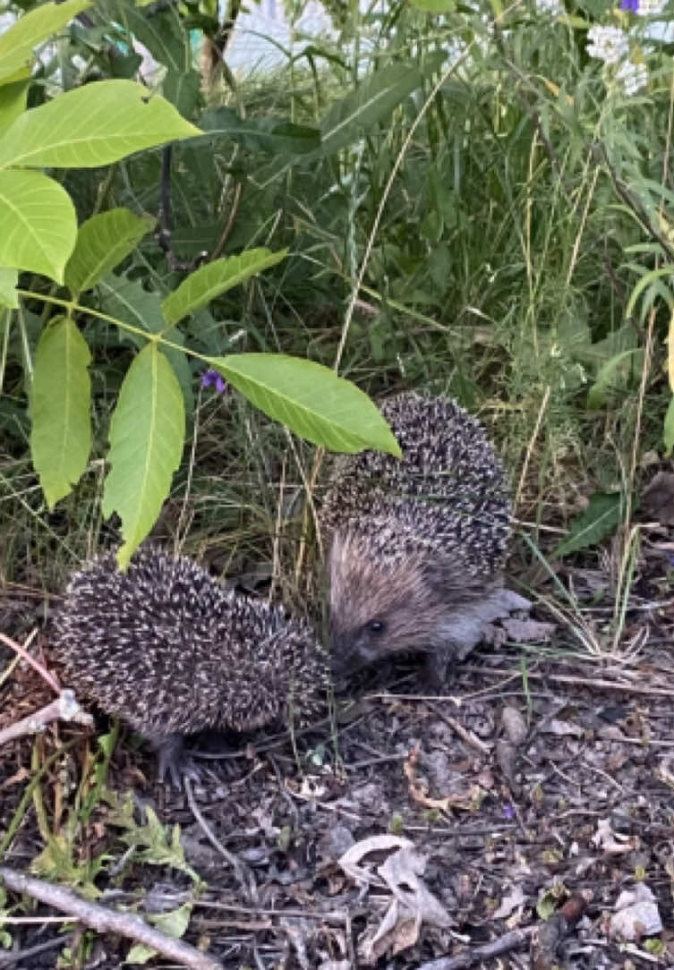 #fyp #foryour #рекомендації #українатікток 