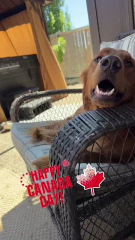 Happy Canada Day 🇨🇦#canadaday #happycanadaday #summertime #goldenretrieverlife #goldenretriever #goldenretrieversoftiktok 