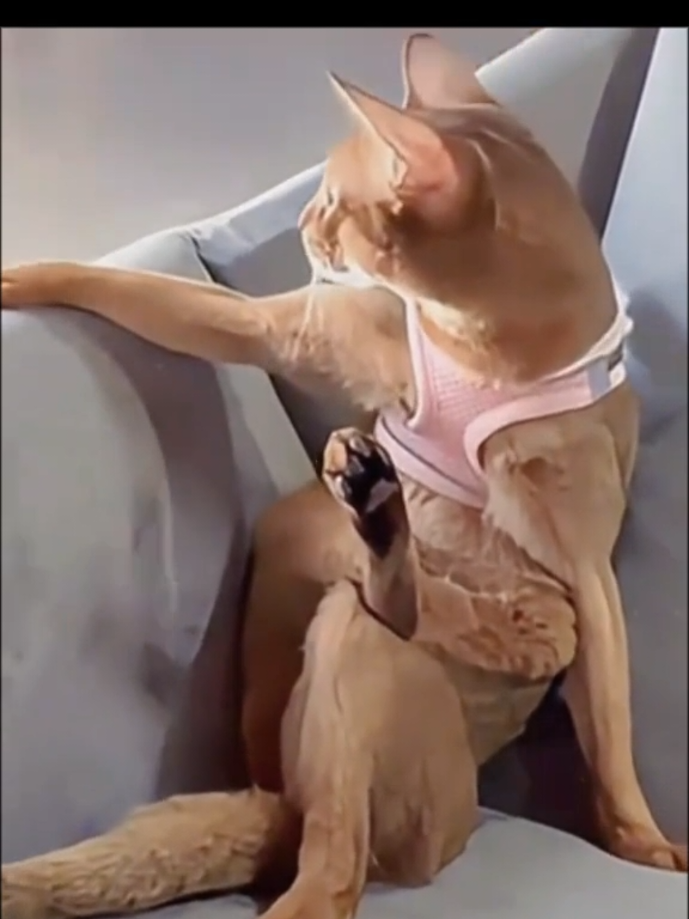 A cat's talent for imitation😺 #кіттіктокер #кітукраїнець #кіт #cattok #catlover #cats #catsoftiktok #cat #cute #кот #kitten #котики #коты #котенок #котикиприколы #котыприколы #смешное #смешныеживотные #собака #собакадругчеловека #собаки #dog #dogsoftiktok #dogs #doglover #tiktok #собакиприколы #котики #котикиприколы #кумеднікоти #catsoftiktok #yellowcat #котысобаки #котята #котыприколы #собакиприколы #приколы #лучшее 
