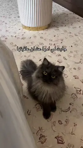 #اكسبلور#كوميدي#fyp #viral #foryou 