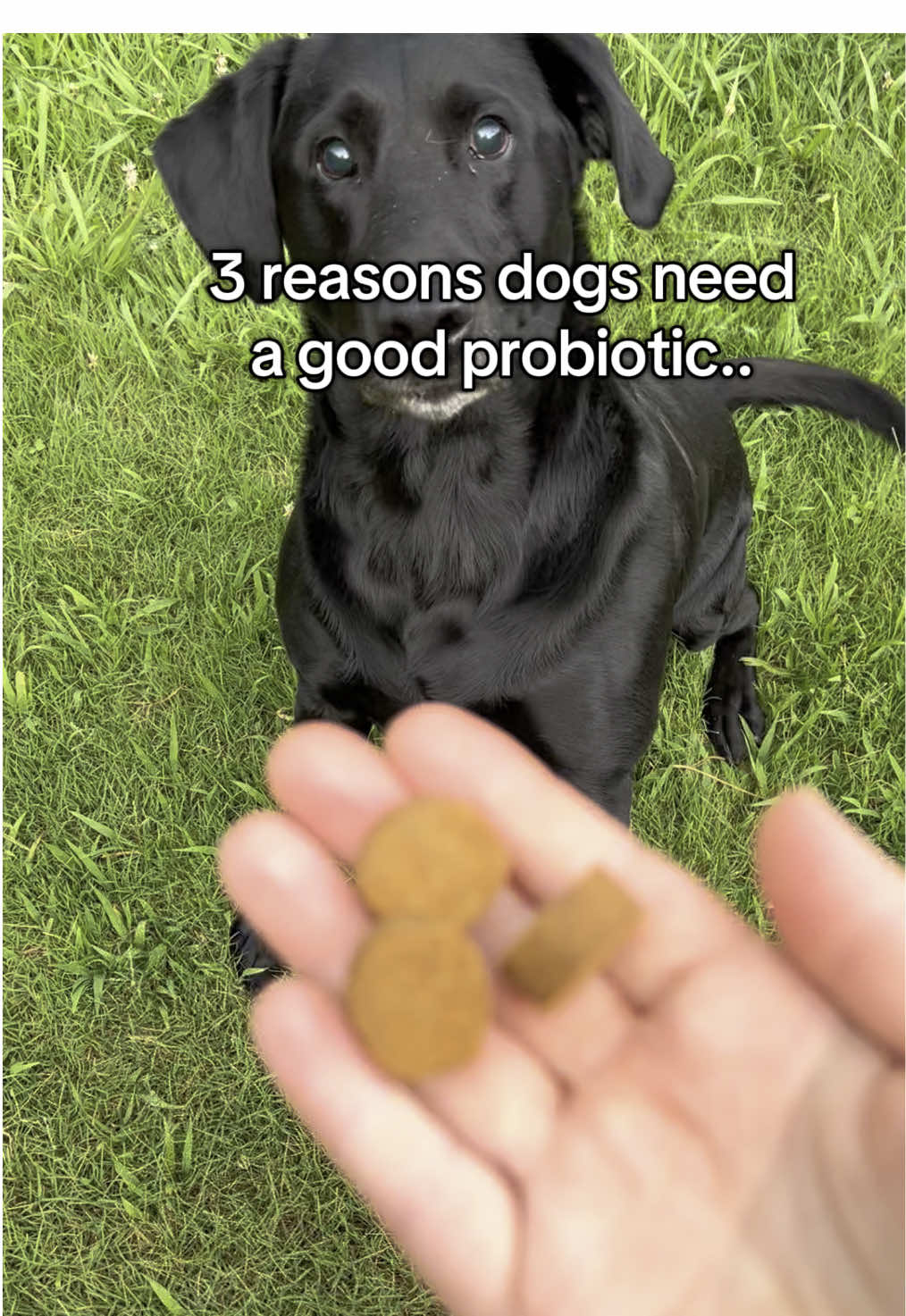 I’m so glad we found this probiotic! My dogs are loving it and we’ve noticed such a difference! Highly recommend getting a probiotic for your dog if they aren’t taking one! #ad #PetLabCoProbiotic #petlabco #dogmom #dogsoftiktok 