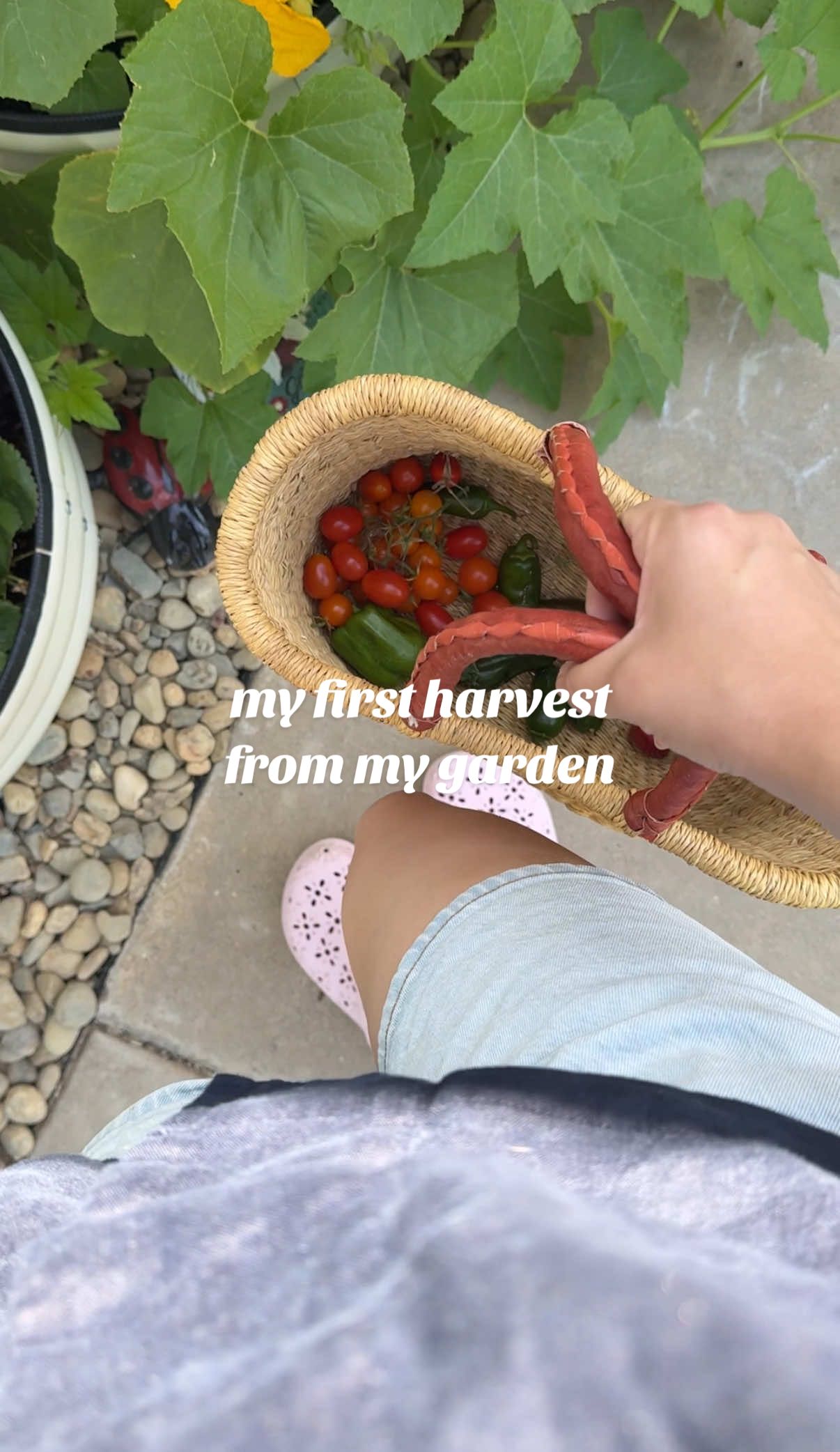 it ain’t much but it’s honest work 👩🏼‍🌾✨ + the most perfect harvesting basket from @Poppy Patio Co. 🤭 #gardenharvest #californiamom #momof2 #gardenwithme  #backyardgarden #gardeningwithkids #beginnergardener  #relatablemom #gardeningadvice  #gardentips #gardentipsandtricks #gardeningforbeginners  #wildflowergarden #cutflowergarden  #cutflowers  #flowergarden   #vegetablegarden  #veggiegarden #gardenhacks  #chaosgarden #diymom #craftymoms #momlifeunfiltered 