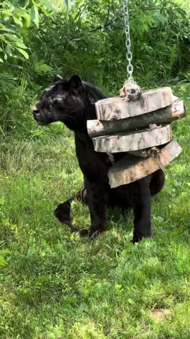 Silly Shazam! 😹🐾 To learn more about this rescued black leopard and his story, visit the 🔗 in our bio!  #blackleopard #blackleopards #leopard #leopards #cattoy #catenrichmsnt #blackpanther #rescuecat #rescuedcat #catsanctuary #wildliferescue #wildlifesanctuary #wildcatsanctuary 