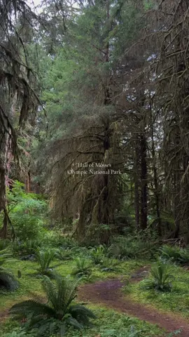 Olympic National Park: Hall of Mosses 🌲 #olympicnationalpark #olympic #nationalpark @Olympic National Park 