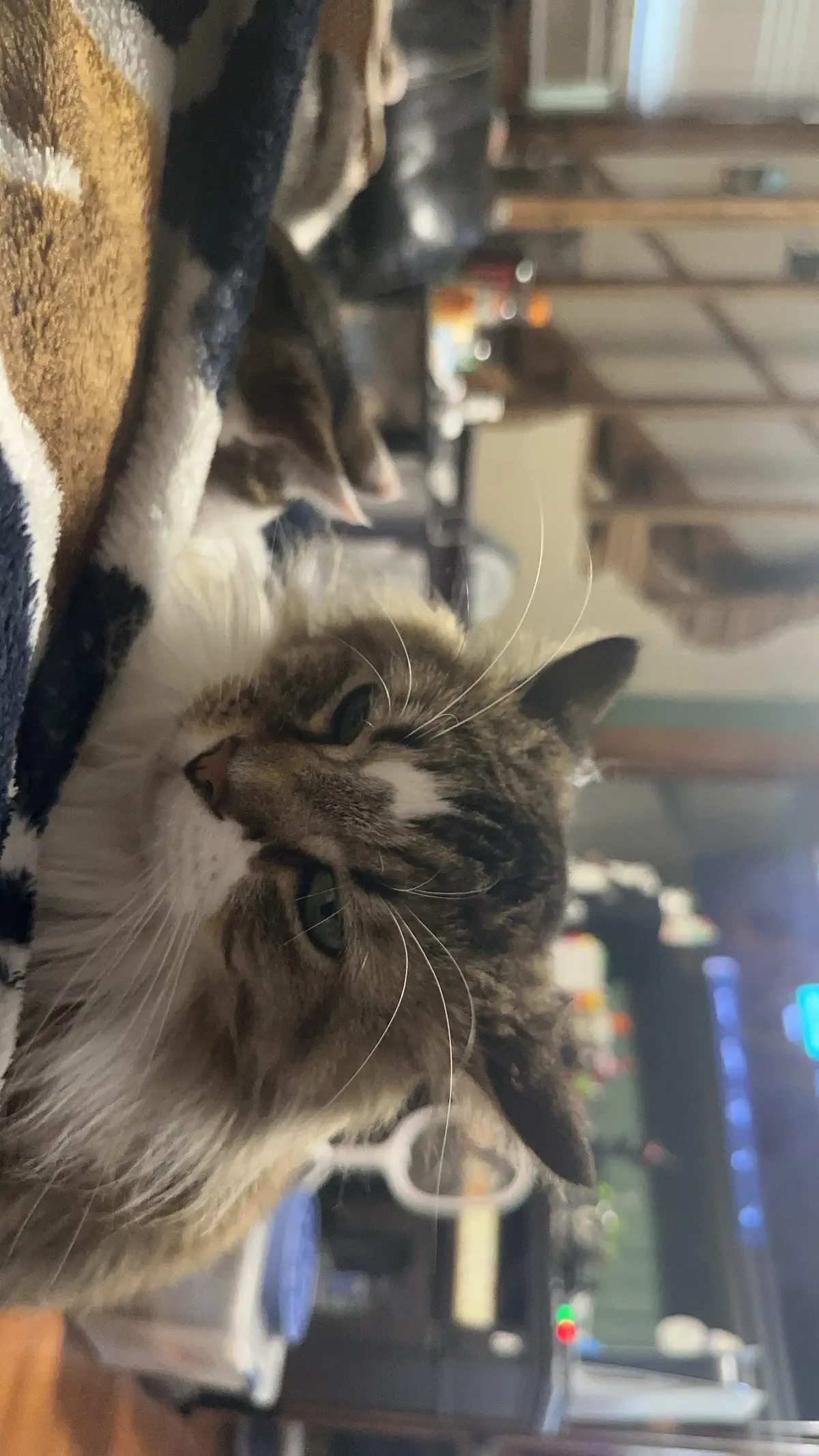 This fits his personality so well lol. Sorry the pic is sideways, that’s how he was laying on me #fyp #tiktoksounds #trend #catsoftiktok #cat