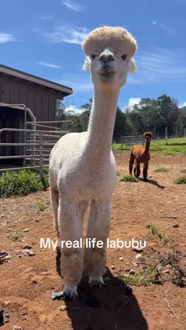 Claws, teeth, & attitude on point. #farm #farmtok #farmlife #farmanimals #labubu 