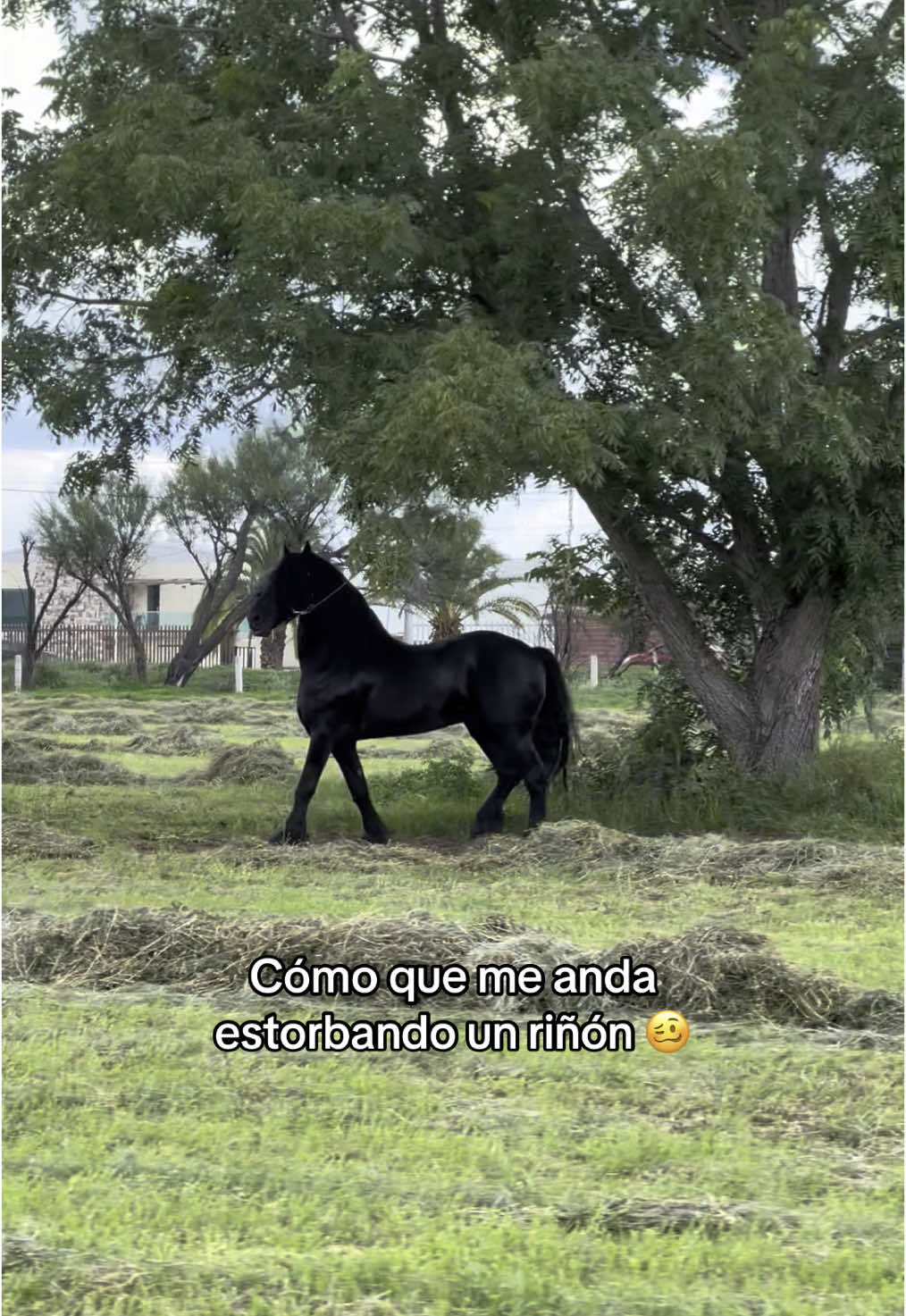 Chulada de cuaco😍 #frisones #frison #caballos #caballosmexico 