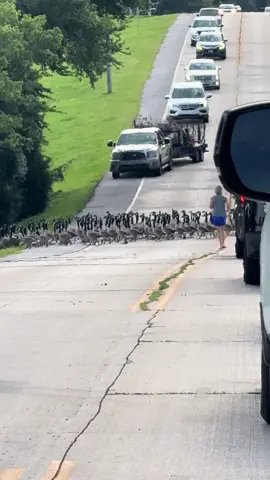 Have y’all ever seen this many geese at once? #Canadiangeese #oklahoma #summer2025