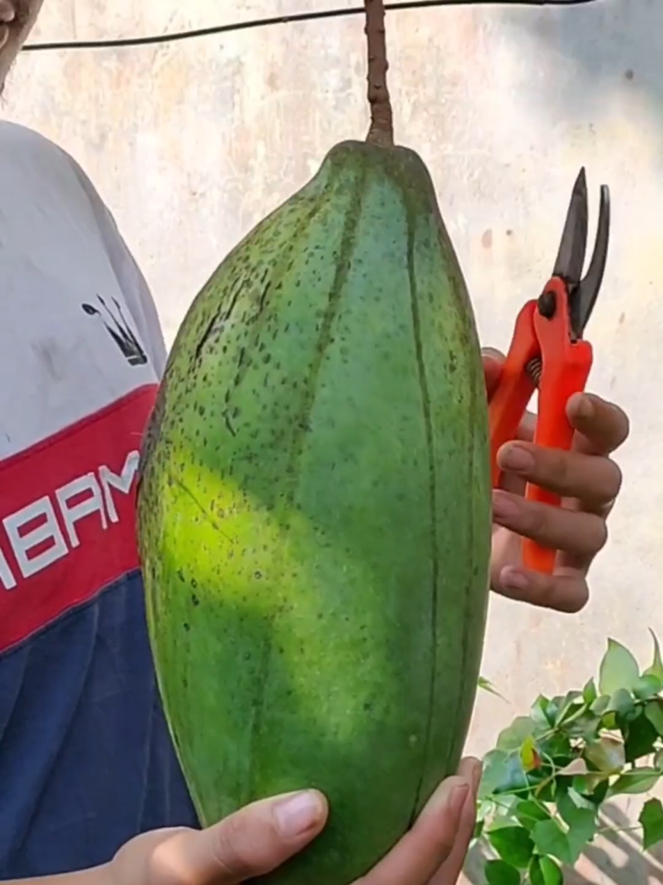 BAJA KHAS UNTUK POKOK MANGGA, TIDAK PERLU TABUR BANYAK TETAPI KERAP, PASTIKAN TANAH LEMBAB. #mangga #baja #pertanian #gengkebun #bajamangga 