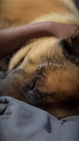 My Maxy boy!! Let’s normalize being obsessed and loving our  pets. They so deserve it!! #doglovers #dogsofttiktok #dogmomsoftiktok #fyp 