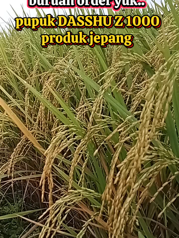 Membalas @wahonowahono8  belinya di sini  #WIBgajian #sobattaninusantara #bolotani #cuantanpabatas 