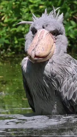 Majestic Shoebill Stork Takes a Water Break! #creatorsearchinsights #shoebillstork #shoebill #shoebillstorktiktok #shoebillbird #shoebillnightmare #shoebillsound #shoebills #prehistoricbird #shoebillyawn #shoebilleating #shoebillintherain #shoebillbowing #duet #bird #birdsoftiktok #birds