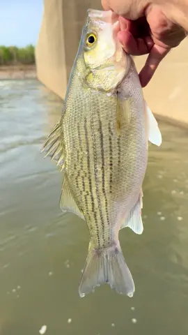 I caught this nice hybrid striped bass on a 4” paddletail jig against the dam. They’ll continue to hang around the dams as long as there is plenty of current and food for them. #ohioriverfishing #damfishing #catchandrelease #fishtok #stripedbassfishing #riverfishing #rockfish #bassfishing #fishingtiktoks 