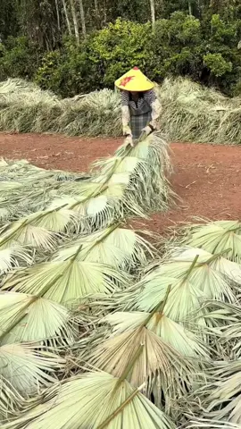 We are not selling products to you, but take natural beautiful things and happy life to you! Enjoy the nature together! #3hlink #Lavender #palmleaves #driedflowers #3hlinkflower #preservedflower #bohodecor #pampasgrass #hydrangea #homedecor #weddingdecoration #babybreath #handmadecrafts #hoteldecor #luxurydecor #flowerbouquet #flowerboxes #flowerbouquets #hydrangeas #christmasdecor #christmasflowers #preservedtree #witchbroom #christmas #driedflowerwholesale #cassiacinnamon #amarantus #willowbranch #minihaybales #decorhaybales 