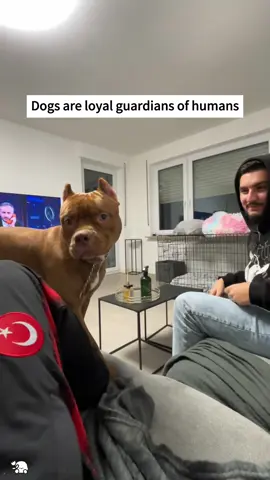 Dogs are always the protectors of humans 🥰🥰