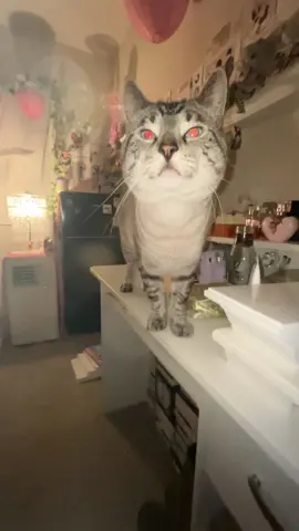 Hello Steven #hellosteven #tiktok #foryou #meme #fyp #fypシ #stevenhere #trending #cat #siamese 