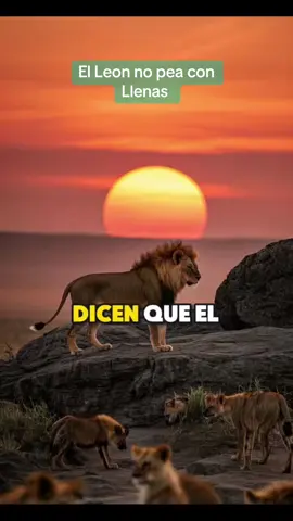 El Leon no pelea con llenas #Leon #Reflexiones #Paz #Motivacion #Dios #amorpropio #amore #Reflexion #amate #Valorate #Respeto #latikitiki11 