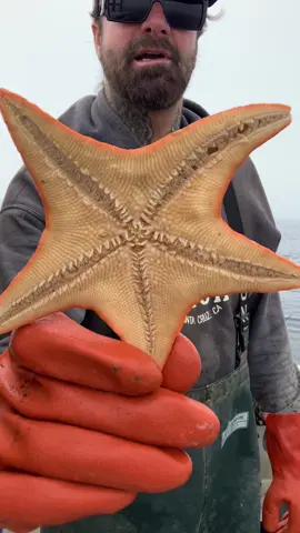 Skeleton Shrimp, Hydroids and Sea Stars on the Friendliest Catch boat Santa Cruz, California. #fishing #friendliestcatch #commercialfishing 