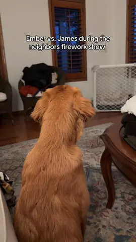 Fireworks should be banned honestly. Thankfully Ember isn’t shaking she’s so scared like Lily did 🥺 but she’s definitely not happy. James just truly couldn’t care less, I don’t know how he got that way. Maybe it’s a German shepherd thing? #goldenpuppy #goldenretrieverpuppy #puppiesoftiktok #germanshepherd #germanshepherdsoftiktok #fireworks 