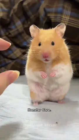 Part424丨 Hamsters are so cute 🥰🐹🐹#hamsters #animals #funny #cute #baby #usa #fup 