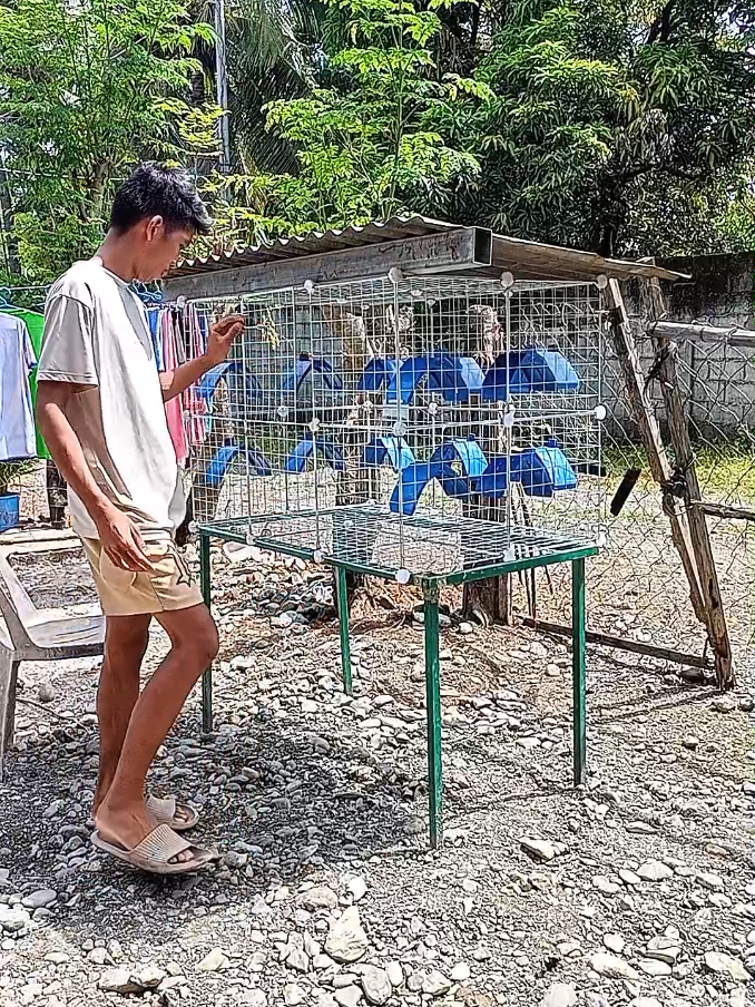 Replying to @monsai.teresa MAY BUBONG NA BAGO NATING STOCKLOFT✅ #racingpigeon  #racing #dagit #kalapati #kalapatids #breeders #breed #pigeons #youtubers #inakay #flyers #kalapatids #netoy #flyers #streetfight 