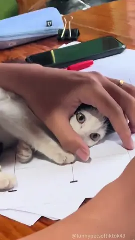 I don't have any personal space!#fyp #foryou #cat #petlove #catsoftiktok #catlover #funny #funnyvideos #fypage #funnycat #funnytiktok #cats
