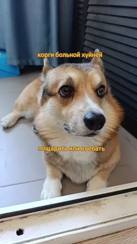 идея не моя, автора отмечу в комментариях #грызтькакашки #reccomendation #subscribe #repost #comment #like #follow #рек #рекомендации #корги #corgi