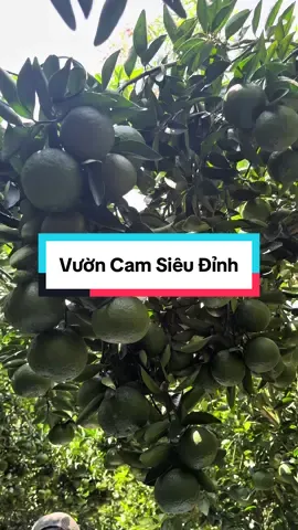 Các anh chị đã thấy vườn Cam Sành đẹp như này bao giờ chưa? #traicaytuoi #traicayhoanglong #camsanhvinhlong #camsanh #vinhlong 