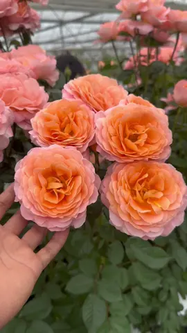 #Beautifulrose #gardenrose #Rose #roseseller #garden #Beautifulroseforlover #Forgirl #chineserose #Japaneserose 