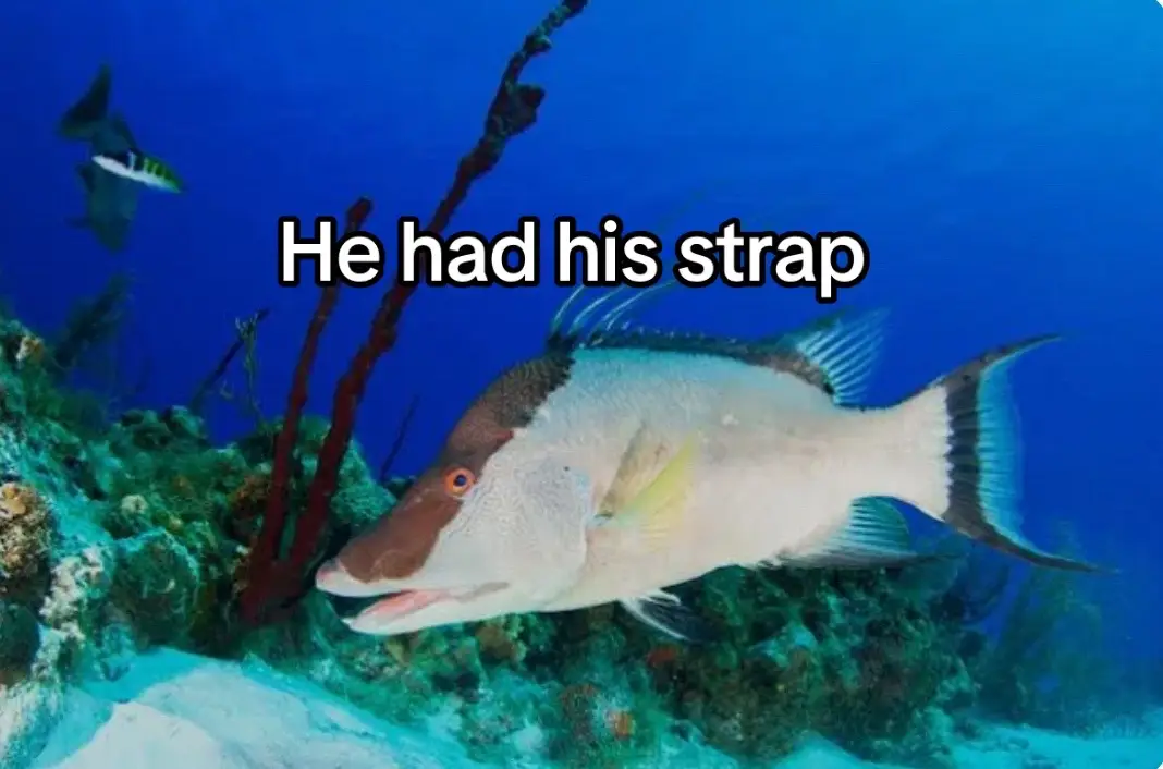 #faster #bahamas #litt #sick #awesomesauce #hogfish #strap #slow #diving #fire #S