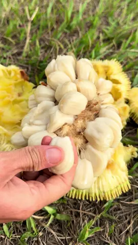 Have you tried marang? 🤍 The flavor reminds me of roasted marshmallow but the texture is juicy and soft like a mix between cacao pulp and chempejack. Get frozen marang shipped directly to your door. Use code MARANG55 for 55% off frozen marang. ➡️ Miamifruit.org 🌈 #marang #marangfruit #miamifruit #tropicalfruit #fruit #terap #artocarpus 