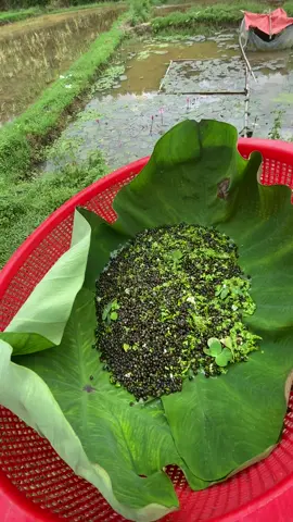 tình hình mưa gió#ocnhoi 