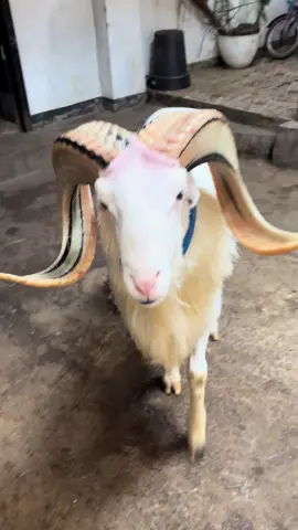 Diajar nyerentèng plek 2 kenèh ge😅👍  #dombagarut  #seniketangkasandombagarut  #dombabandung 